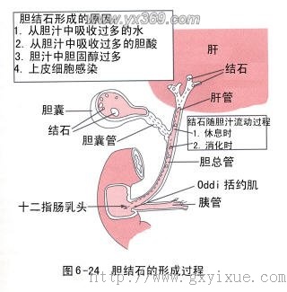 小肠吸收功能