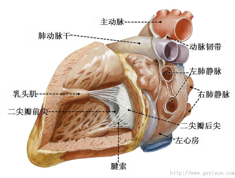 心 - 解剖生理学网络课程