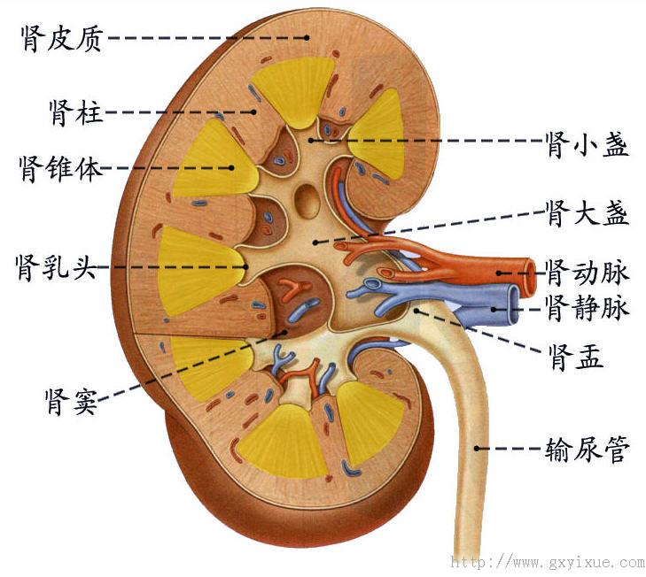 肾组织结构模式图图片