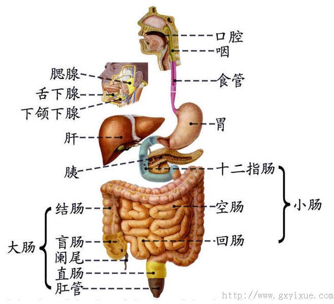 小肠示意图 结构图图片