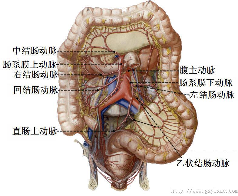 体循环血管 解剖生理学网络多媒体课程