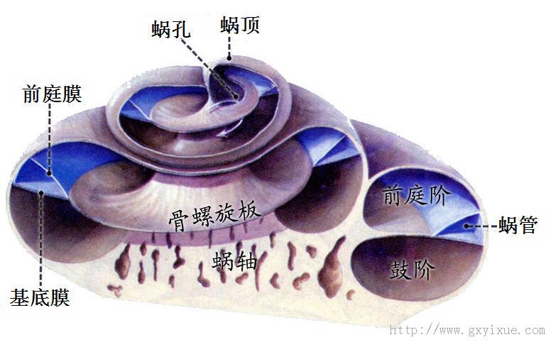 耳蜗的中央是骨松质组成的蜗轴,呈水平位圆锥形,有血管神经穿行其间.