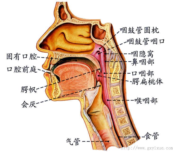 解剖生理学网络多媒体课程