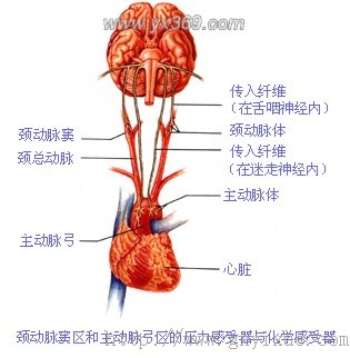 兔子颈总动脉位置图片图片