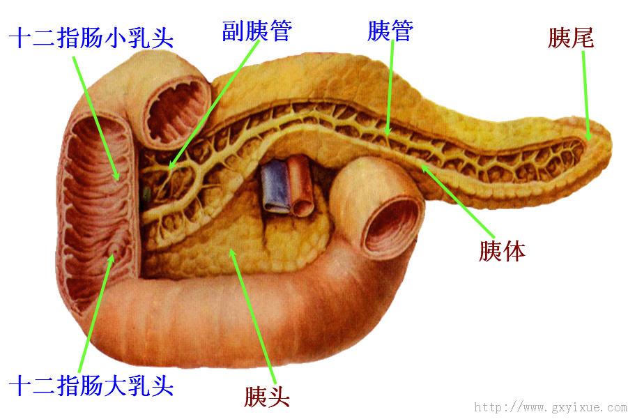 胰腺解剖图清晰图片