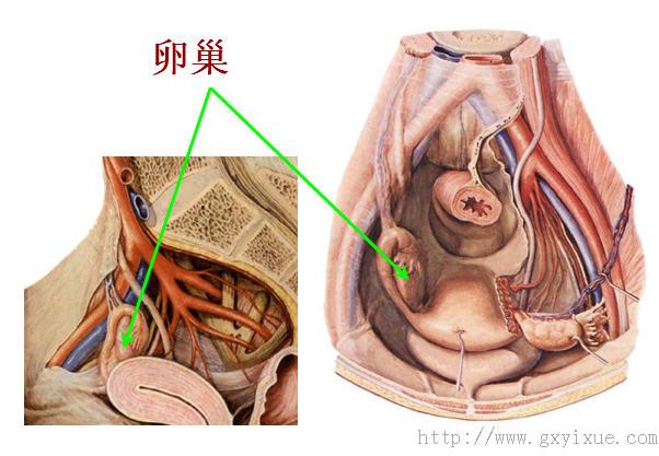 卵巢侧面图图片