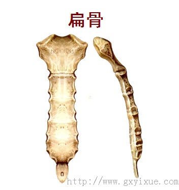 人体扁骨有哪些图片