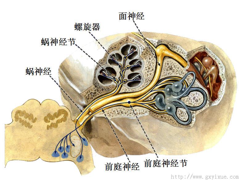 脑神经 - 解剖生理学网络课程