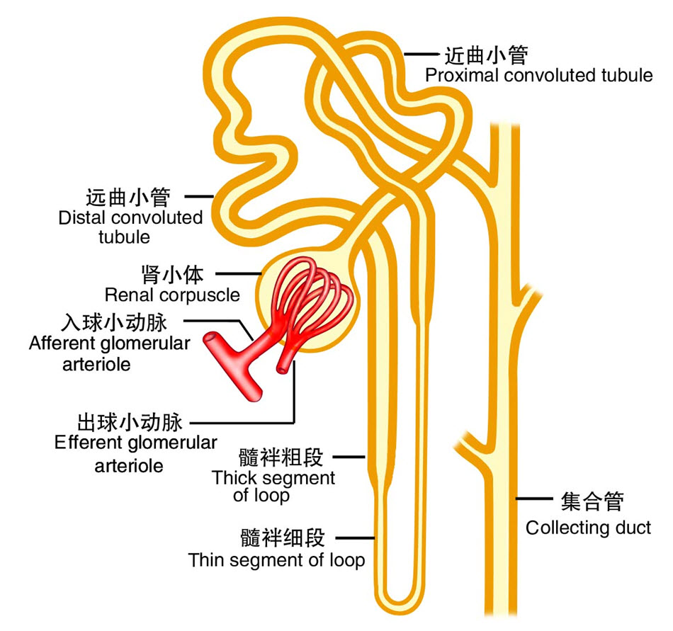 肾单位结构层次图片