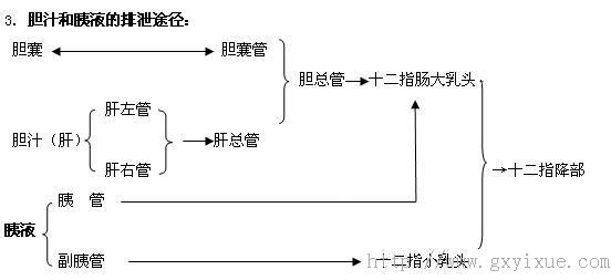 胆汁排出途径.jpg