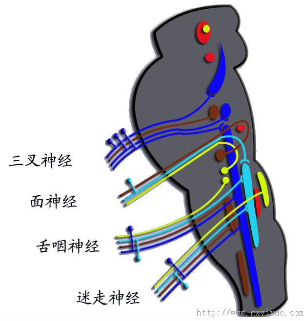 傳導中繼核)(三)上行纖維束(四)下行纖維束——錐體束三,腦幹網狀結構