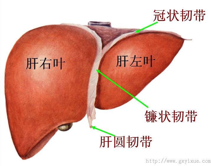 肝脏膈面图片