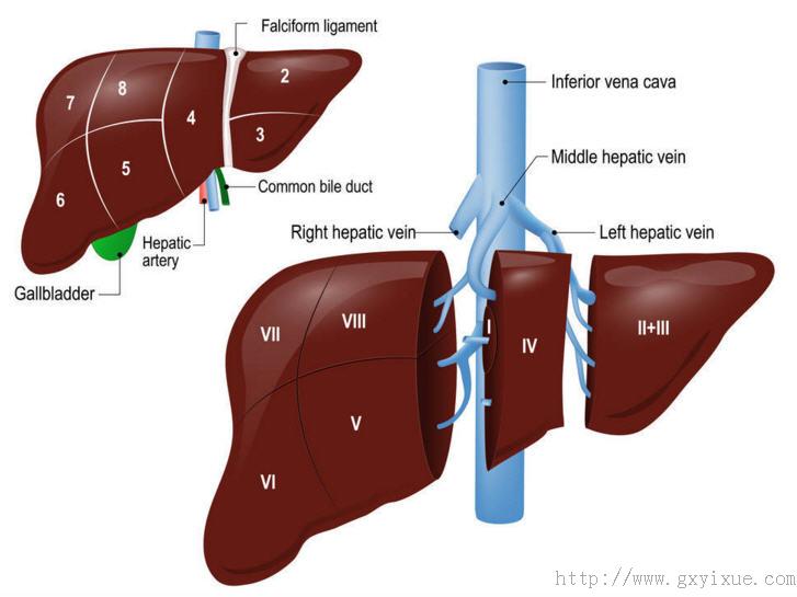 肝脏分段解剖图片