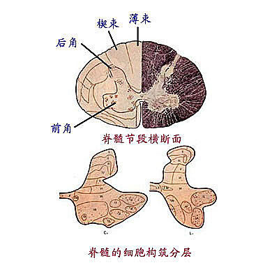 小型細胞(γ運動神經元)—調節肌張力(梭內肌)(佔2/3)大型細胞(α運動