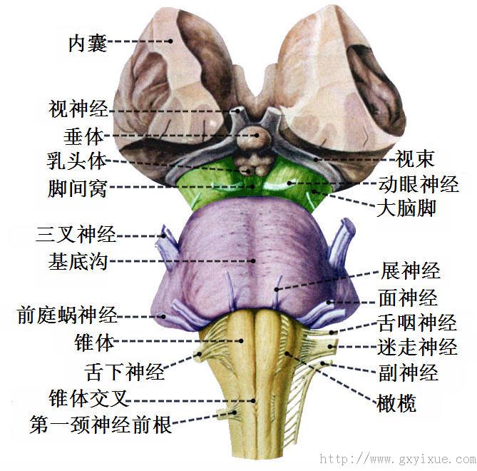 大脑侧面解剖图图片