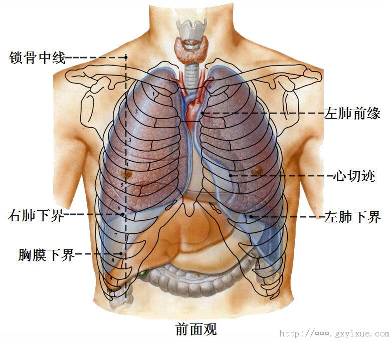 心脏的体表投影位置图片