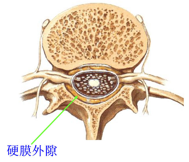 硬膜下间隙图片