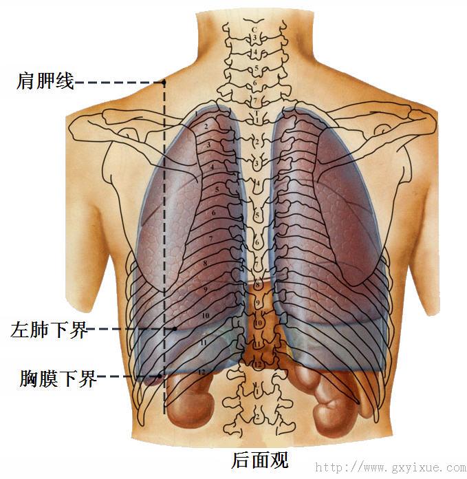 肺和胸膜体表投影2jpg