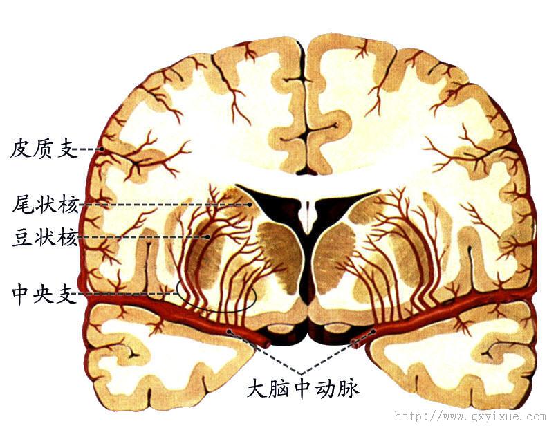 大脑动脉分布图图片