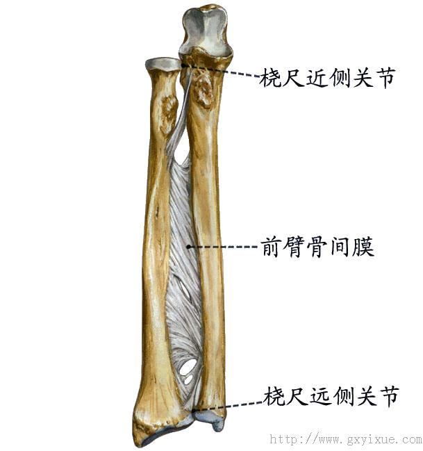 由桡骨下端的关节面和尺骨头下方的关节盘为关节 窝,手舟骨,月骨