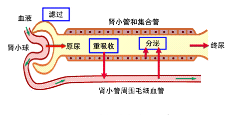 尿生成的过程图片