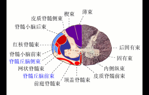 脊髓丘脑束图片