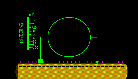 静息电位实验.gif