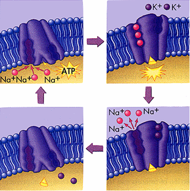 原发性主动转运2