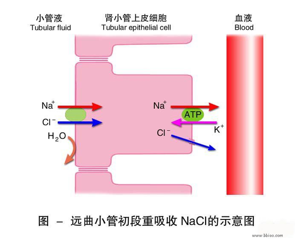 的重吸收主要受血管升压素的调节 2,k 的重吸收 k 大部分在近端小管